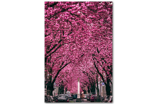 Kirschbluete-Heerstrasse-Bonn