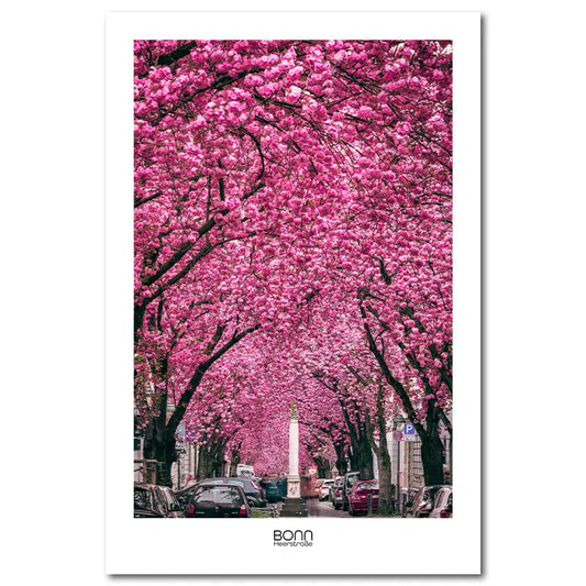 Bonn Heerstraße zur Kirschblüte