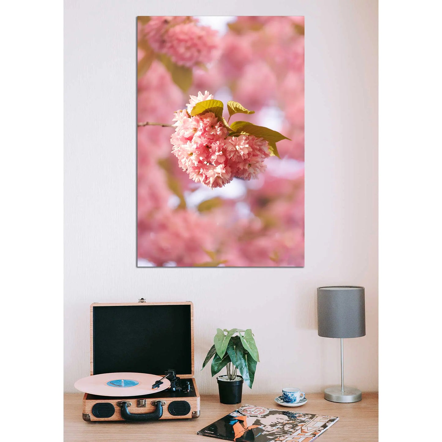 Eine Knospe der Bonner Kirschblüte