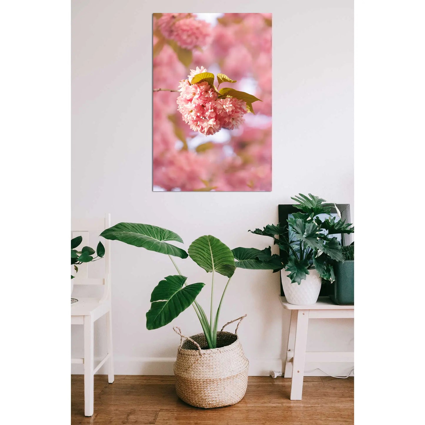 Eine Knospe der Bonner Kirschblüte