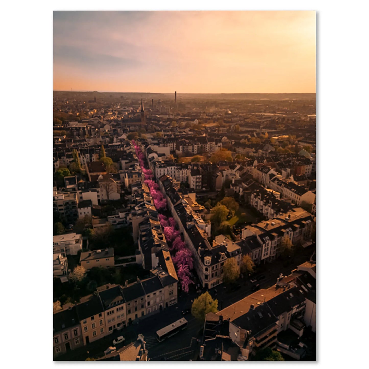 Kirschblüte Bonn - Heerstraße