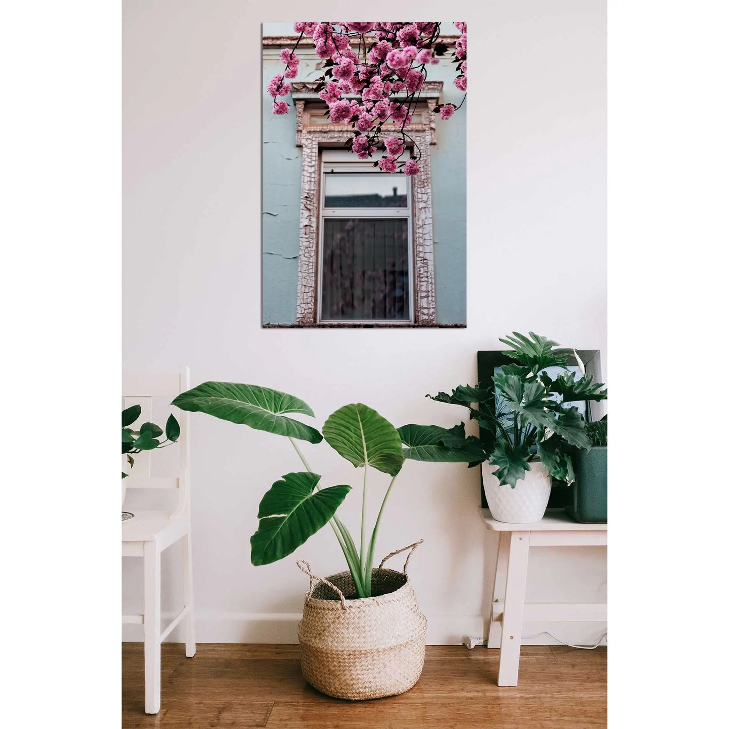 Kirschblüten vor altem Fenster