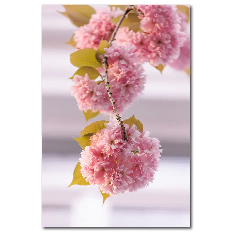 Knospen der Kirschblüte in Bonn