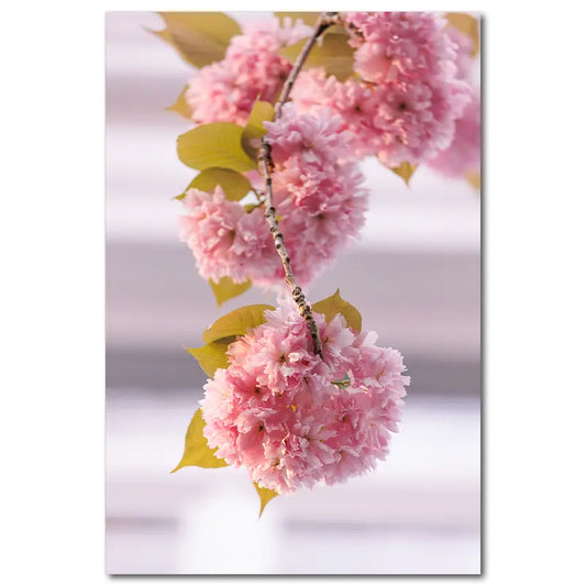 Knospen der Kirschblüte in Bonn