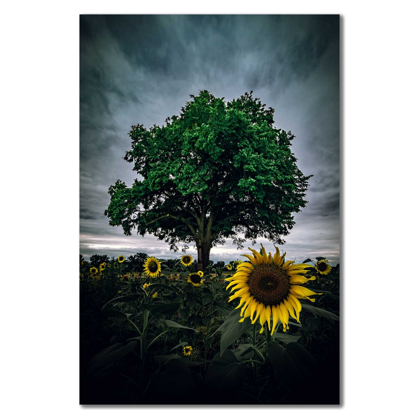 Bild Baum in Beuel
