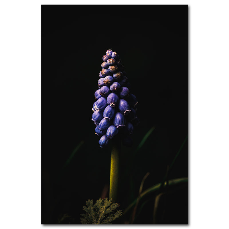 Wandbild Natur kleine Traubenhyazinthe