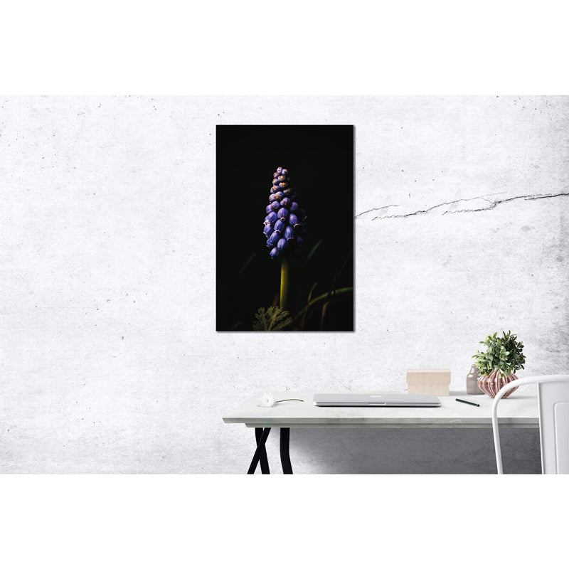 Wandbild Traubenhyazinthe