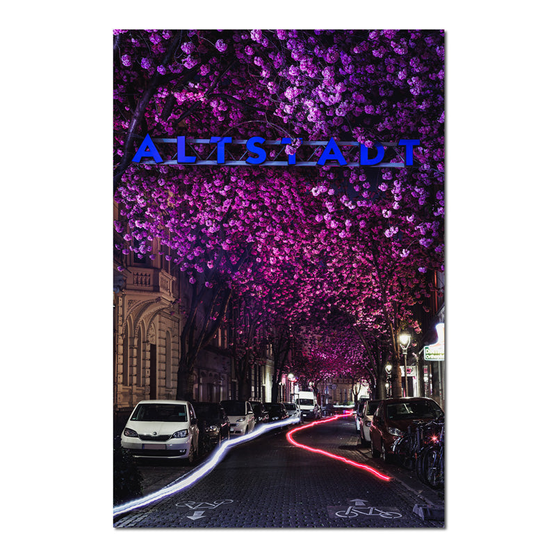 Bild Kirschblüte Altstadt Bonn