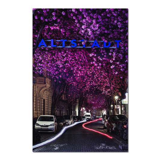 Bild Kirschblüte Altstadt Bonn