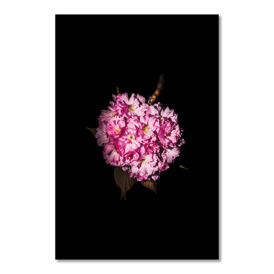 Bild Die Kirschblüte Bonn