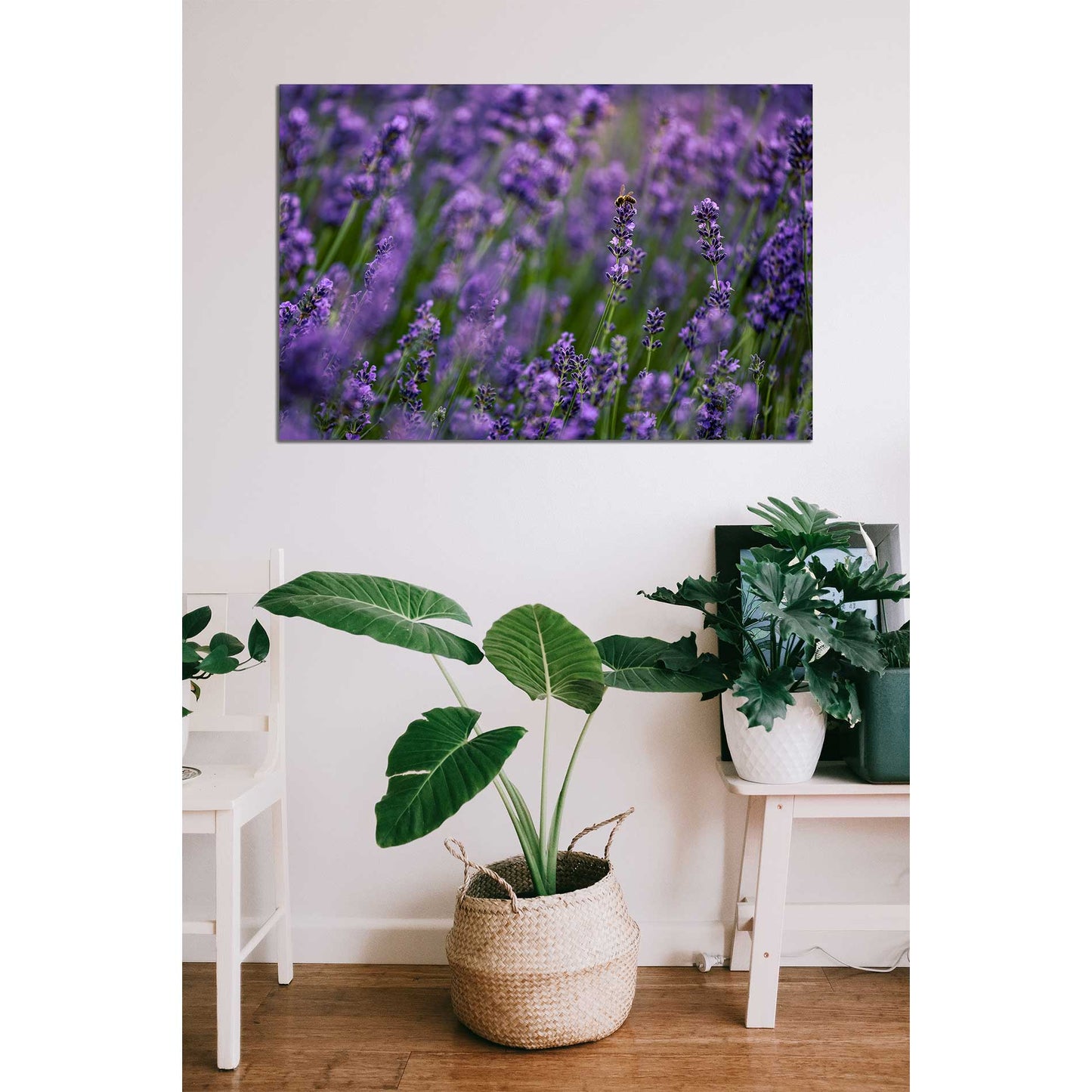 Wandbild Lavendel Rheinaue Bonn
