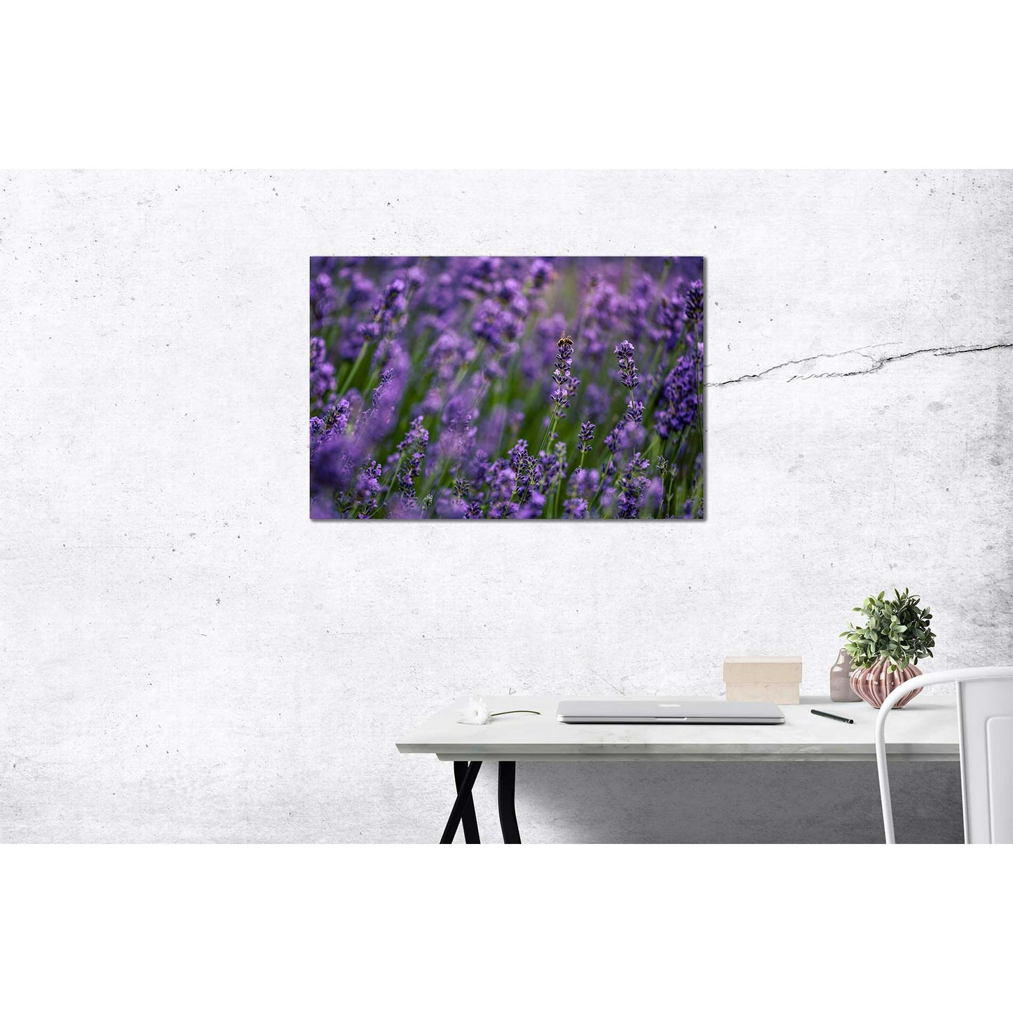 Poster Lavendel Rheinaue Bonn
