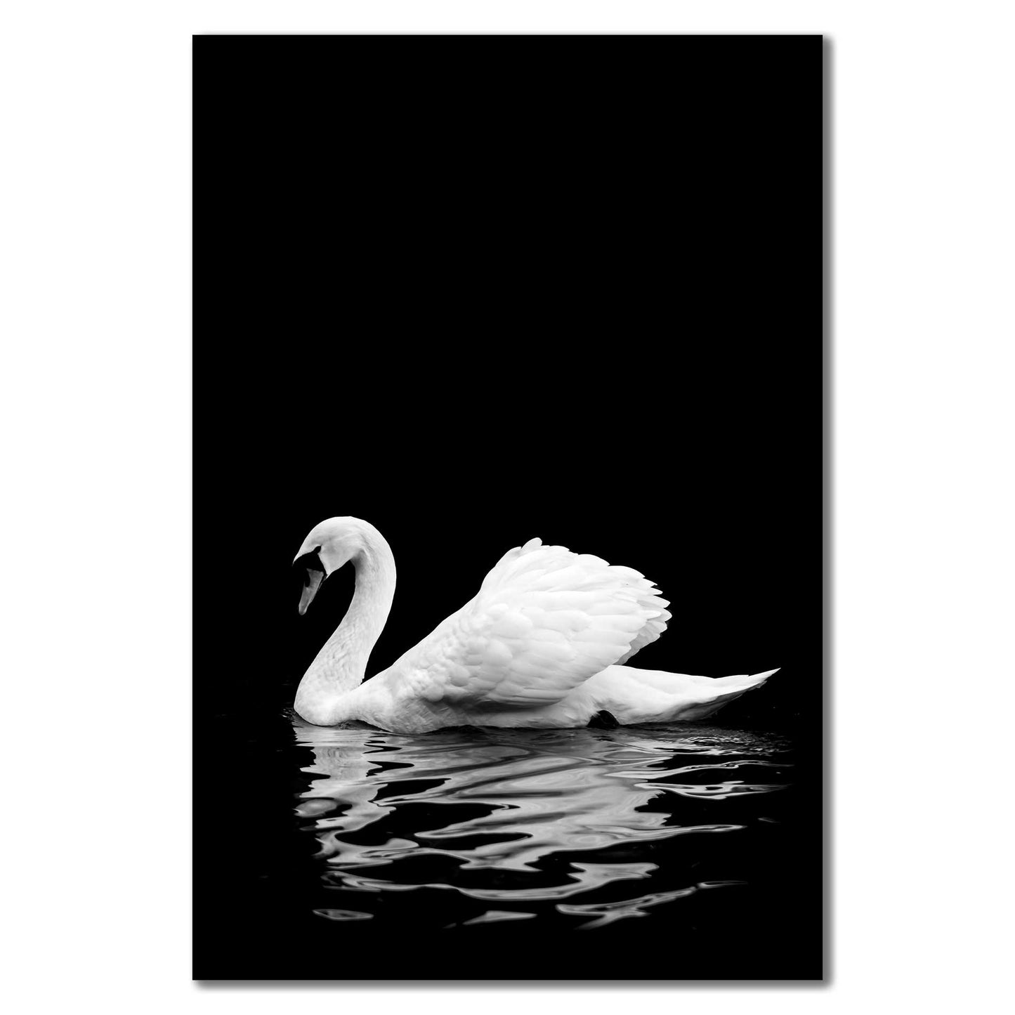 Bild Schwan Rheinaue bonn