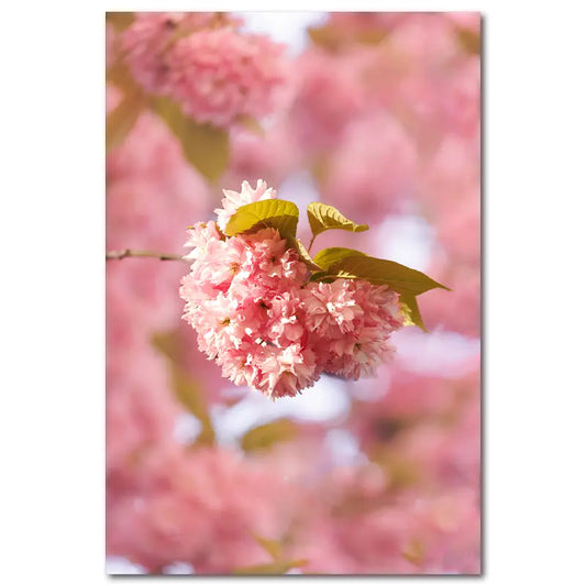 Eine Knospe der Bonner Kirschblüte