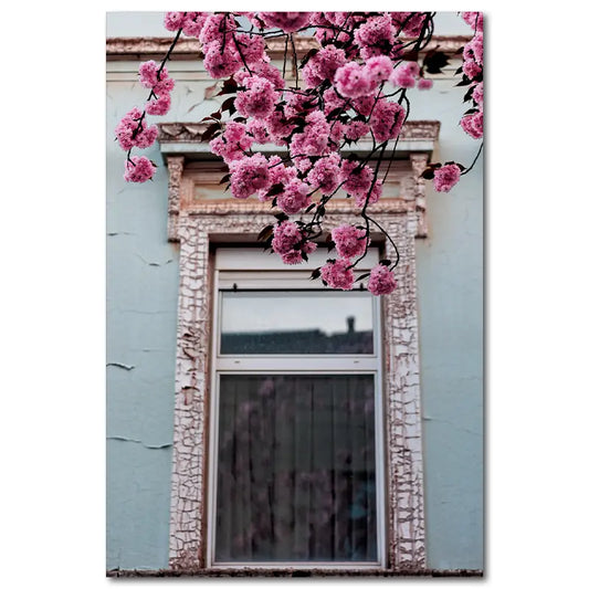 Kirschblüten vor altem Fenster