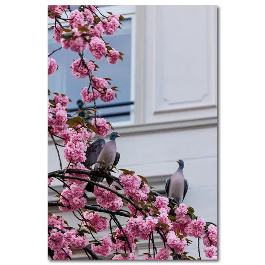 Tauben im Kirschblüten Baum