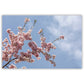 Wandbild Kirschblüten Ast
