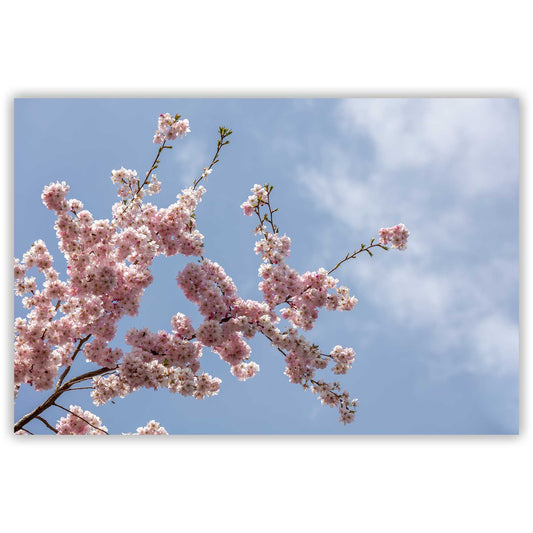 Wandbild Kirschblüten Ast